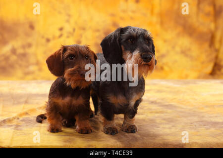 Chiot Teckel poil dur miniature avec Banque D'Images