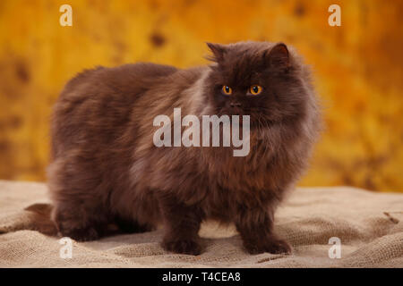 British Longhair Cat, tomcat, chocolat Banque D'Images