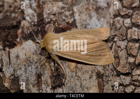 Lambris, commune (Mythimna pallens) Banque D'Images