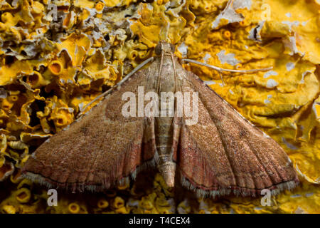 Rose-flounced moth, tabby (Endotricha flammealis) Banque D'Images