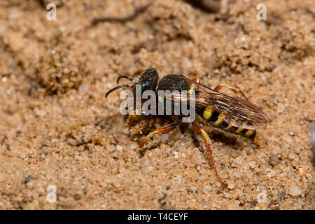 Sympatriques à petite échelle digger wasp (Oxybelus argentatus) Banque D'Images