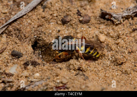 Sympatriques à petite échelle digger wasp nest, entrée privée, (Oxybelus argentatus) Banque D'Images