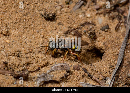 Sympatriques à petite échelle digger wasp nest, entrée privée, (Oxybelus argentatus) Banque D'Images