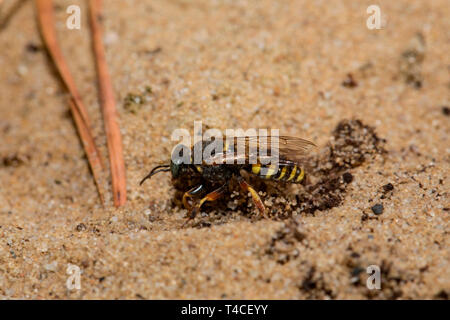 Sympatriques à petite échelle digger wasp (Oxybelus argentatus) Banque D'Images