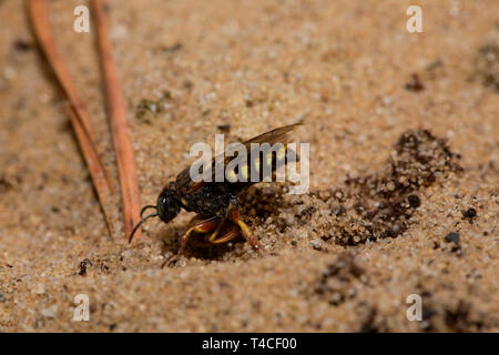 Sympatriques à petite échelle digger wasp (Oxybelus argentatus) Banque D'Images