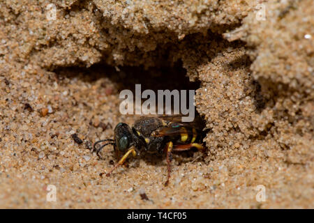 Sympatriques à petite échelle digger wasp nest, entrée privée, (Oxybelus argentatus) Banque D'Images