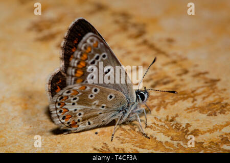 Argus brun (Aricia agestis), Banque D'Images