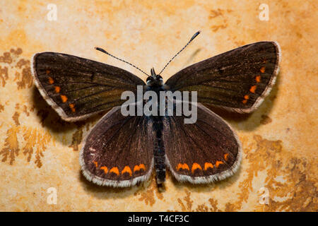 Argus brun (Aricia agestis), Banque D'Images