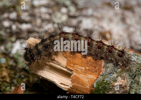 Caterpillar, spongieuse (Lymantria dispar), Banque D'Images
