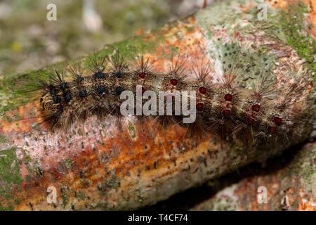 Caterpillar, spongieuse (Lymantria dispar), Banque D'Images