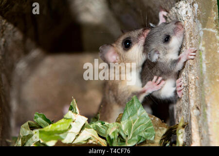 Loir, femme avec les jeunes, (Glis glis) Banque D'Images