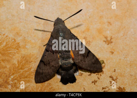 Hummingbird hawk-moth (Macroglossum stellatarum), Banque D'Images