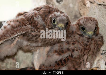 Faucon crécerelle, juvéniles, (Falco tinnunculus) Banque D'Images