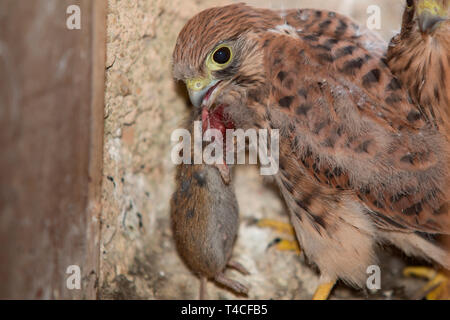 Faucon crécerelle, juvénile avec la souris (Falco tinnunculus) Banque D'Images