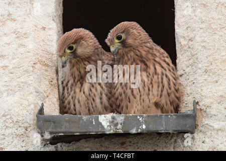 Faucon crécerelle, juvéniles, (Falco tinnunculus) Banque D'Images