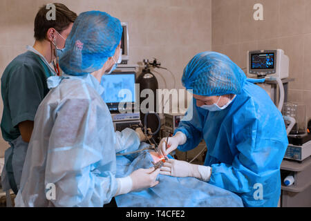 Vet faire l'opération pour la stérilisation. Le chat sur la table d'opération dans une clinique vétérinaire. Chat dans un cabinet vétérinaire , l'utérus et des ovaires Banque D'Images