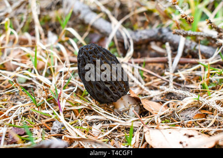 Morille noire Morchella elata () fruits au printemps sur le sol. Banque D'Images