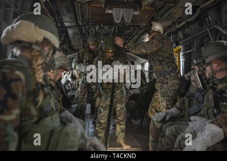 Une Marine royale néerlandaise avec 2e Peloton, 32e Escadron de maraudage, prépare à fast corde hors d'un CH-53E Super Stallion marines de l'Escadron 366 hélicoptères lourds (HMH-366) au cours de l'aide bilatérale néerlandaise (Néerlandais) exercice annuel d'entraînement, sur Camp Lejeune, en Caroline du Nord, le 19 mars 2019. Aide néerlandaise apporte des Marines américains et Royal Dutch Marines ensemble pour renforcer les relations et d'accroître l'interopérabilité. Banque D'Images