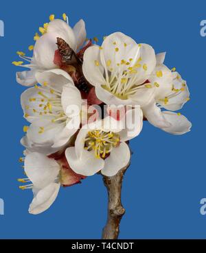 Branche avec fleurs de cerisier, cerise (Prunus cerasus), Autriche Banque D'Images