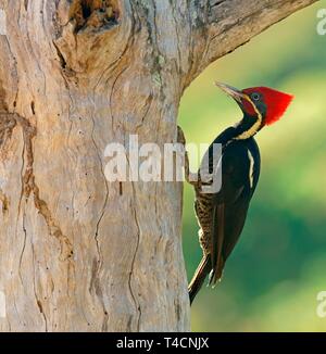 Lineated woodpecker (Dryocopus lineatus) sur le tronc de l'arbre, Costa Rica Banque D'Images