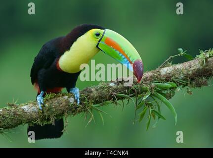 Keel-billed Toucan (Ramphastos sulfuratus), assis sur une branche, le Costa Rica Banque D'Images