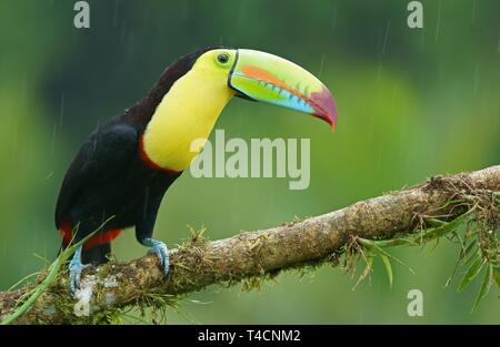 Keel-billed Toucan (Ramphastos sulfuratus), assis sur une branche dans la pluie, le Costa Rica Banque D'Images