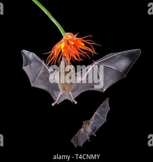 Pallas's long-tongued Glossophaga soricina (chauves-souris), l'approche d'une fleur dans la nuit, mange Necktar, Costa Rica Banque D'Images