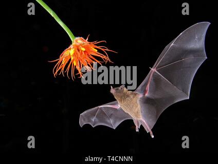 Pallas's long-tongued Glossophaga soricina (bat), et à l'approche une fleur dans la nuit, Necktar, Costa Rica Banque D'Images