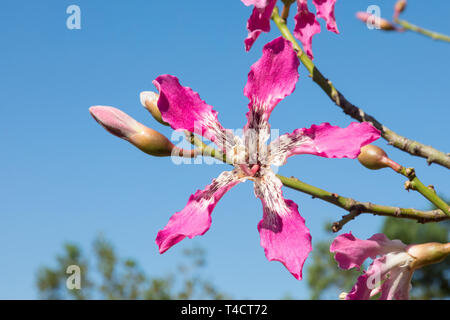 Fleurs roses de Chorisia speciosa, ou Kapokier, originaire d'Amérique du Sud, les forêts subtropicales en fleurs d'été, tronc et branches épineuses, de feuillus Banque D'Images