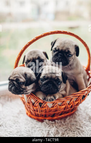 Le PUG chiots chien assis dans le panier sur l'appui de glace. Peu de chiots s'amusant. Chiens d'élevage Banque D'Images