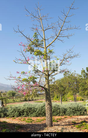 Floraison rose Chorisia speciosa, ou Kapokier, originaire d'Amérique du Sud, les forêts subtropicales en fleurs d'été, tronc et branches épineux, à feuilles caduques, Banque D'Images