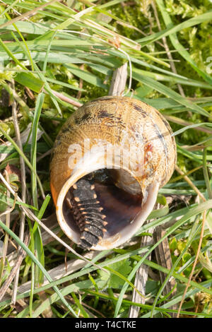 Larve de vers luisants (Lampyris noctiluca) se nourrissant d'un escargot dans le Hampshire, au Royaume-Uni, en avril Banque D'Images