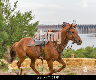 Cosaque Ukrainien non reconnus faisant des tours sur un cheval en sur l'île Khortytsia Sich Zaporogues, Ukraine. Station d'énergie hydroélectrique dans le Dneproges Banque D'Images