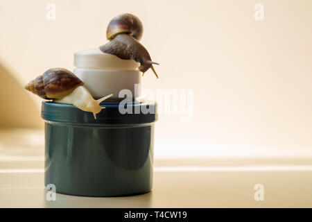 Deux escargots Achatina et cosmétiques sur le fond clair. Extreme close-up macro photographie. Mollusques sur les bocaux. Slime anti-vieillissement. Fokus sélective Banque D'Images