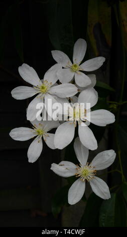 Libre d'une grappe de fleurs Clématite armandii blanche Banque D'Images