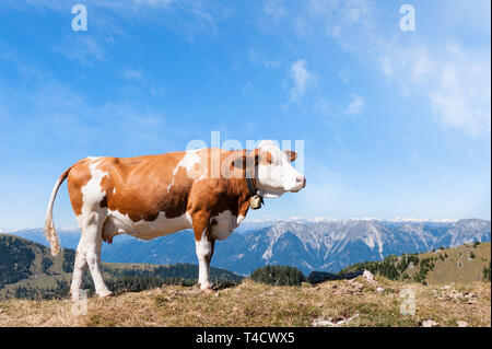 Paysage d'été dans les pâturages de vache vert frais sur les pâturages de montagne et sommets des montagnes en arrière-plan Banque D'Images