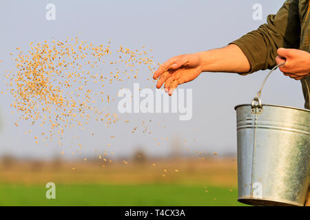 Grain homme sème la jeter sur le sol Banque D'Images