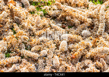 Poplar fluffy boucles d'allongé sur le sol Banque D'Images