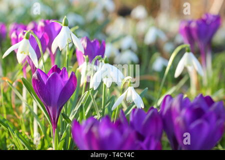 Gouttes de neige et crocus précoce. Galanthus nivalis et crocus tommasinianus naturalisés dans une pelouse - février, Royaume-Uni. Banque D'Images