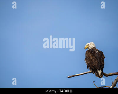 Jeune Pygargue à tête blanche (Haliaeetus leucocephalus) perché sur les branches d'un arbre contre un peuplier surplombant le lac Barr à Brighton, Colorado, USA Banque D'Images