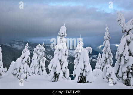 WA16149-00...WASHINGTON - Les arbres surplombant le lac Kachess de la piste de ski de montagne dans le Okanagon-Wenatchee Amabilis Banque D'Images