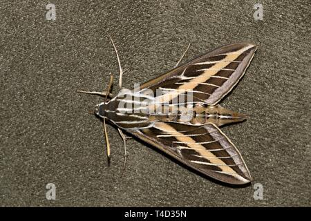 Une vue de dessus de l'horizontale une White-Lined Sphinx Moth (Hyles lineata) reposant sur les meubles rembourrés. Ils sont également connus comme les papillons de Hummingbird. Banque D'Images