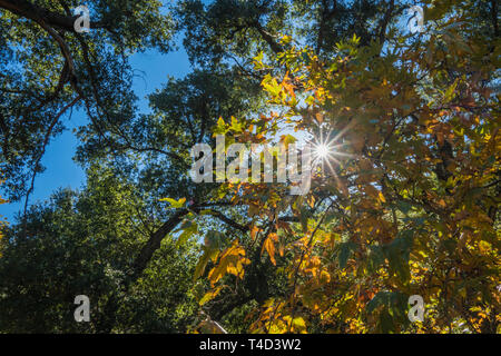 Le soleil de midi éclaire l'à travers les feuilles d'un couvert forestier. Banque D'Images