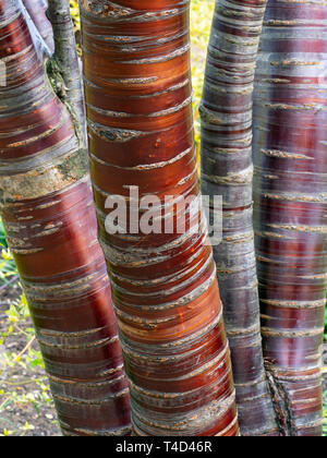 Tibetan Cherry Prunus serrula montrant écorce brillante Banque D'Images