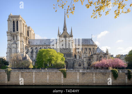 La cathédrale Notre-Dame façade sud sur une belle matinée de printemps, avril 2016, trois ans avant avril 2019 incendie dévastateur. Banque D'Images