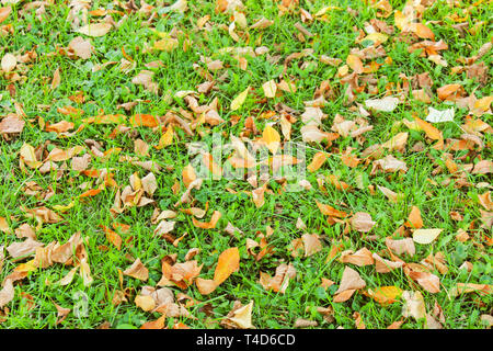 Automne feuilles sèche sur l'herbe verte Banque D'Images
