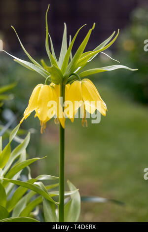 Fritillaria imperialis (Crown Imperial, Imperial fritillary ou Kaiser's crown) Lily en pleine floraison Banque D'Images