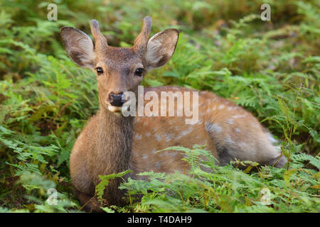 Le cerf sika (Cervus nippon) reposant parmi les fougères dans Nara Park Banque D'Images