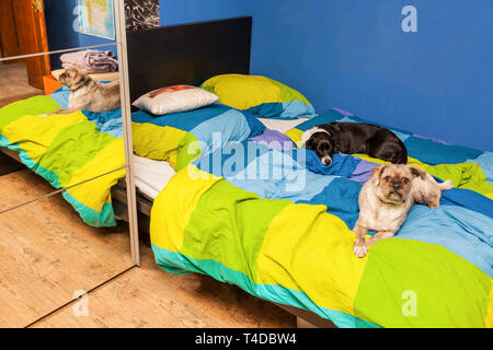 Deux chiens couché dans un lit Banque D'Images
