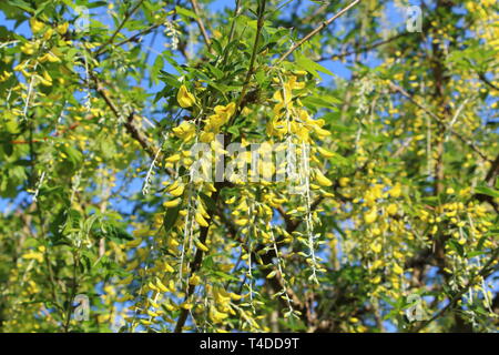 Fleurs jaunes de laburnum alpine dans un jardin au printemps Banque D'Images